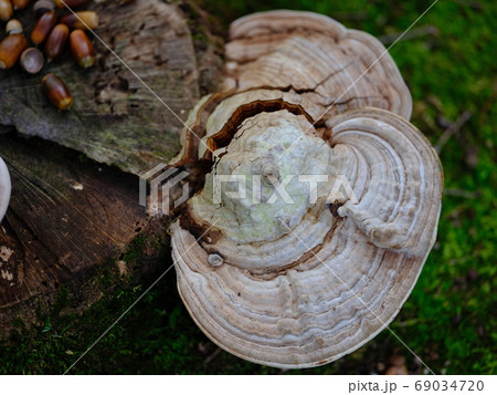 サルノコシカケ 69034720