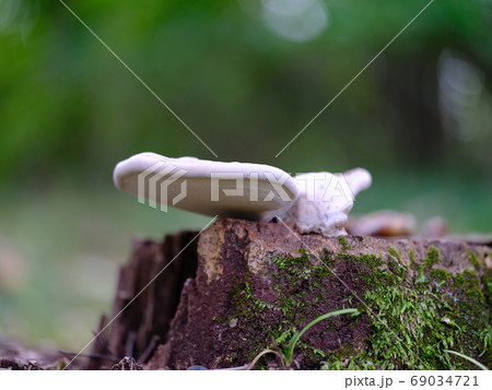 サルノコシカケ 69034721