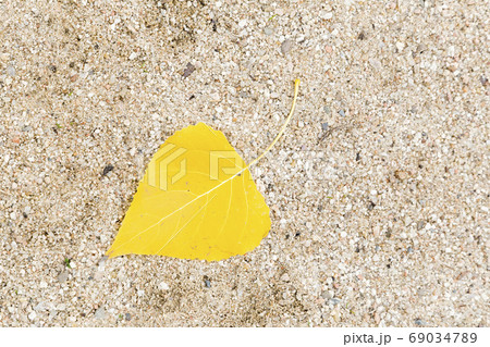 yellow leaf falling from a tree on sand 69034789