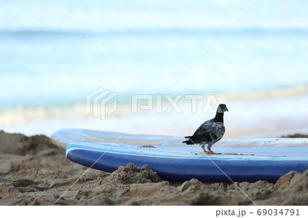 ハワイ・ホノルルの砂浜 69034791