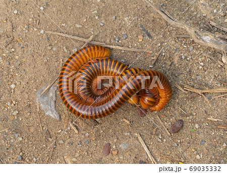 close up of an earthworm on soil or ground isolated. Small insec 69035332