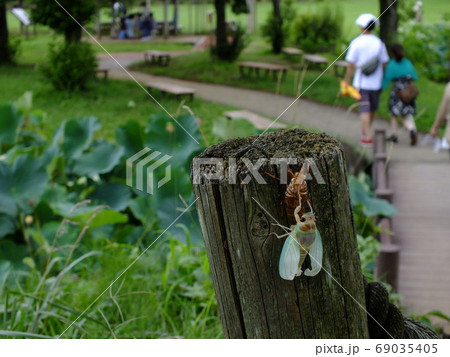 セミの羽化（アブラゼミ） 69035405