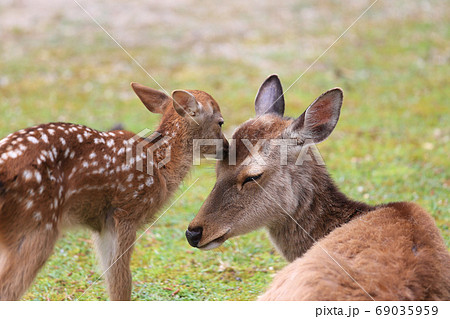 奈良公園の鹿の親子 69035959