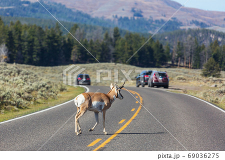 Pronghorn 69036275
