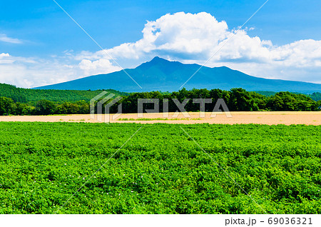 北海道　斜里町の田園風景（斜里岳とジャガイモ畑） 69036321