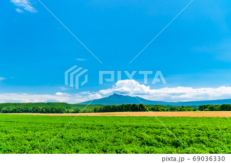 北海道　斜里町の田園風景（斜里岳とジャガイモ畑） 69036330