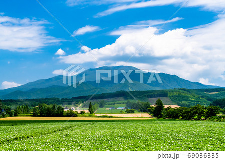 北海道　斜里町の田園風景（斜里岳とジャガイモ畑） 69036335