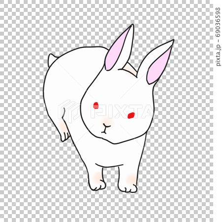 白いうさぎ 白いうさぎ 69036598