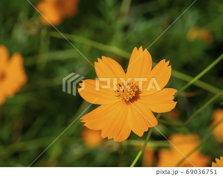 Cosmos flower in field with blur background Cosmos flower in field with blur background 69036751