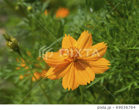 Cosmos flower in field with blur background 69036764