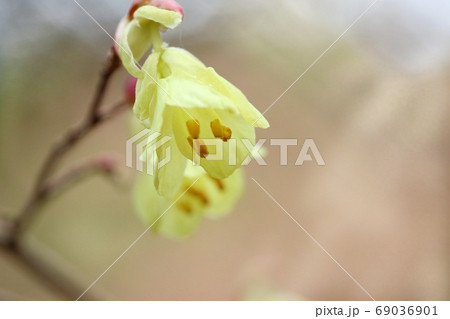 ミズキの花 ヒュウガミズキ 樹木 黄色の写真素材