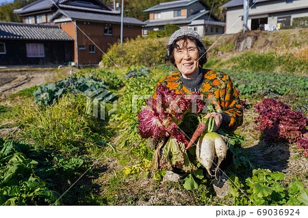 野菜の収穫をする高齢の女性 69036924