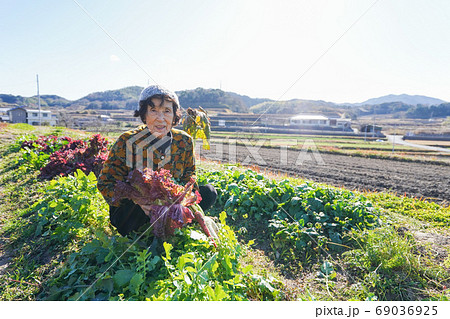 野菜の収穫をする高齢の女性 野菜の収穫をする高齢の女性 69036925