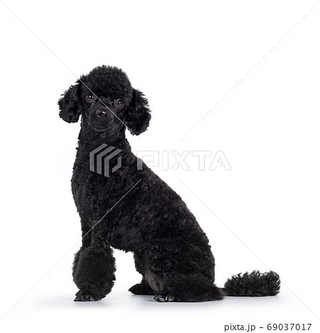 black micro poodle