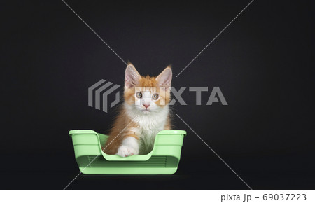 Cute red with white kitten on black background 69037223
