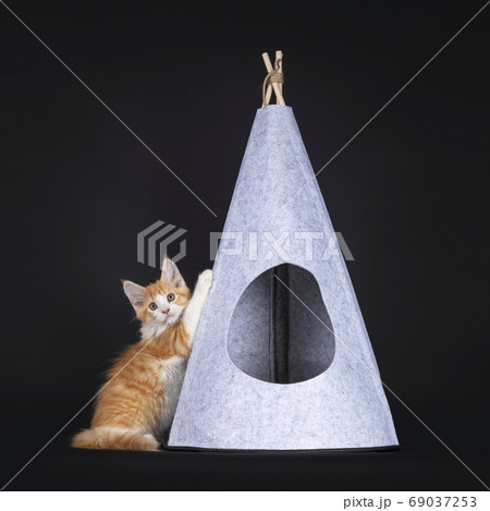 Cute red with white kitten on black background Cute red with white kitten on black background 69037253
