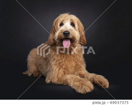 Friendly Labradoodle / Cobberdog on black 69037375