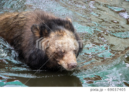 The black bear - ursus thibetanus, standing in 69037405
