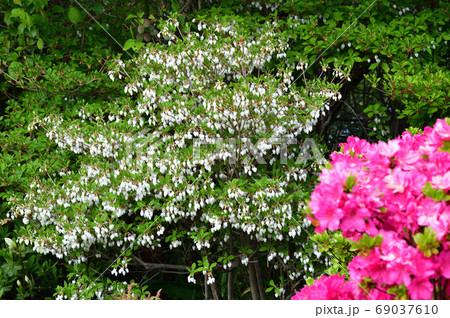 複数の白い壺形の小花を付けたドウダンツツジと推定される樹木とピンク色の花を付けたつつじを撮影した写真の写真素材