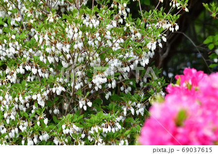 複数の白い壺形の小花を付けたドウダンツツジと推定される樹木とピンク色の花を付けたつつじを撮影した写真の写真素材