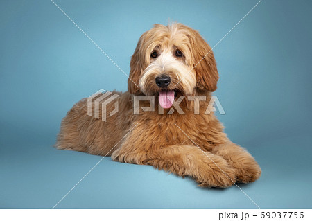 Cute Junior Cobberdog Labradoodle On Turquoiseの写真素材