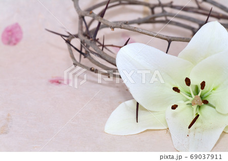 Crown of Thorns and Easter Lily 69037911