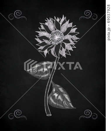 Hand drawn white chalk sunflower 69037928