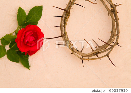Crown of Thorns and red rose Crown of Thorns and red rose 69037930