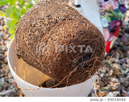 根詰まりしている観葉植物の写真素材