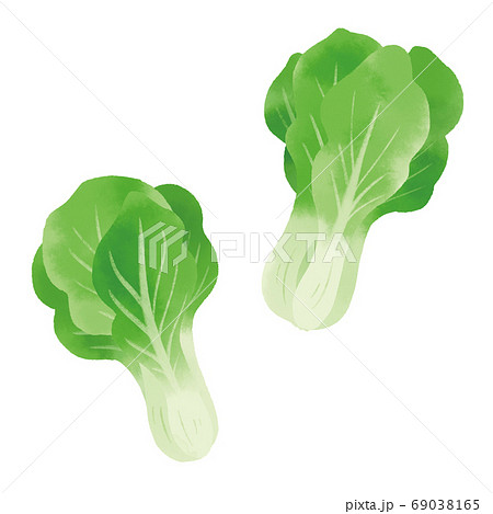 チンゲンサイの手描きイラスト 69038165