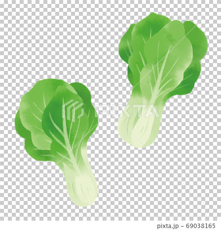 チンゲンサイの手描きイラスト 69038165