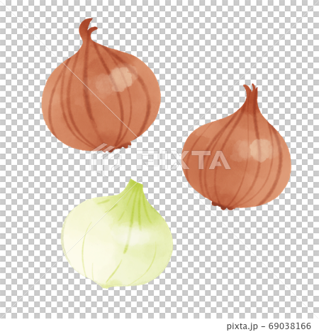 玉ねぎの手描きイラスト 玉ねぎの手描きイラスト 69038166