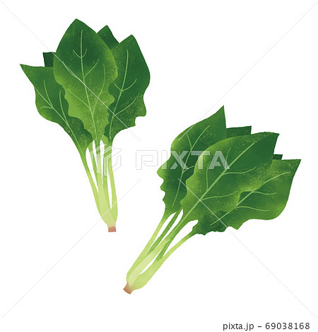 ほうれん草の手描きイラスト ほうれん草の手描きイラスト 69038168