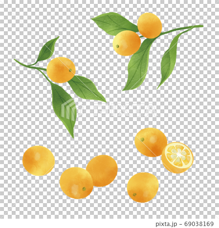 手描きイラスト◆みかん様用頁◆ みかんの手描きイラストのイラスト素材 [65271903] - PIXTA