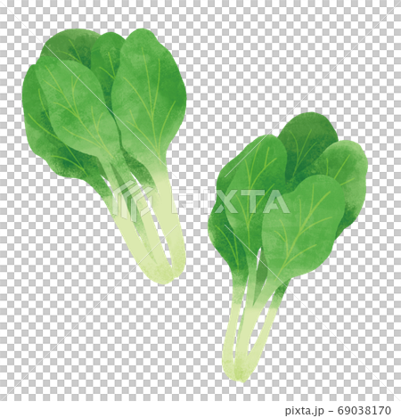 Komatsuna手繪插圖 Komatsuna手繪插圖 69038170