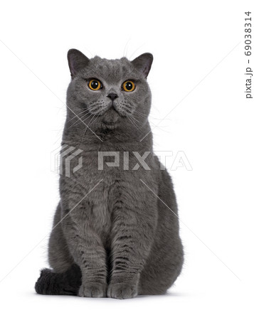Portrait Of British Shorthair Cat Stock Photo By, 56% OFF