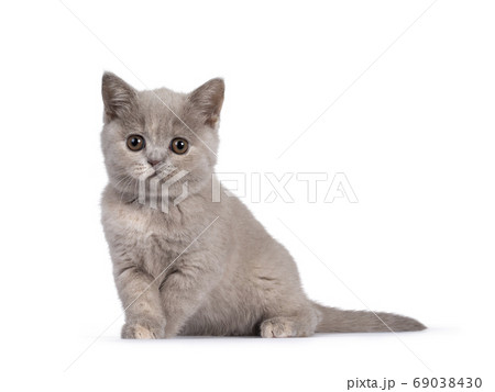 Lilac tortie British Shorthair kitten on white 69038430
