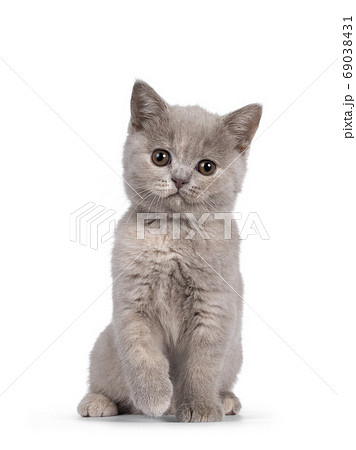 british shorthair kittens white