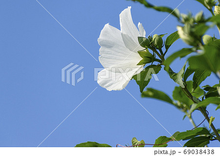 白いムクゲと青空 白いムクゲと青空 69038438