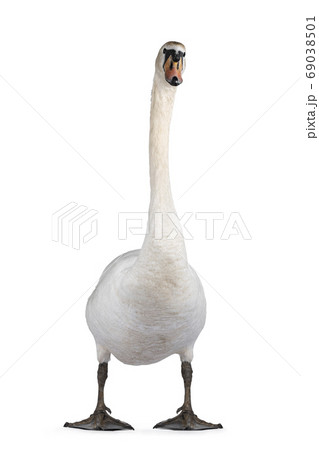 White swan on white background 69038501