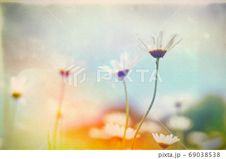 Vintage Wilde Chamomile Flowers. Retro Flowers Background Vintage Wilde Chamomile Flowers. Retro Flowers Background 69038538