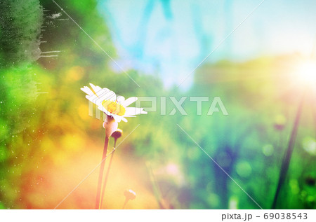 Vintage Wilde Chamomile Flowers. Retro Flowers Background Vintage Wilde Chamomile Flowers. Retro Flowers Background 69038543