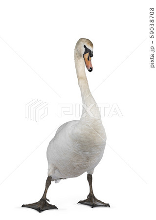 White swan on white background 69038708