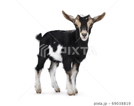Baby goat on white background 69038819