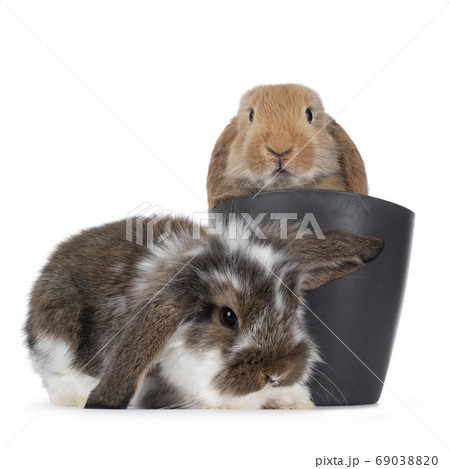 Baby bunny on white background 69038820