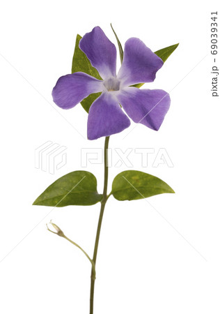 Spring flowers on white background 69039341