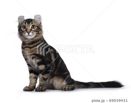 American Curl kitten on white background American Curl kitten on white background 69039431