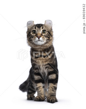 American Curl kitten on white background American Curl kitten on white background 69039432