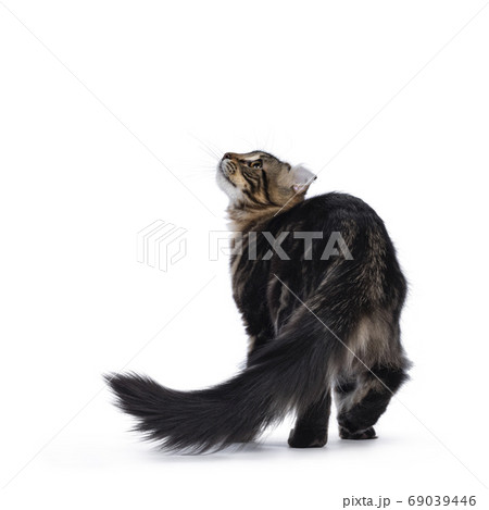 American Curl kitten on white background American Curl kitten on white background 69039446
