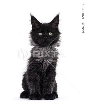Black smoke Maine Coon kitten on white background Black smoke Maine Coon kitten on white background 69039537